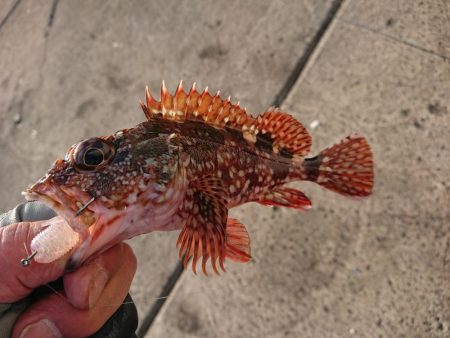 今期　初キジハタ